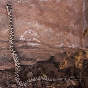 Kolob rattlesnake (4).jpg